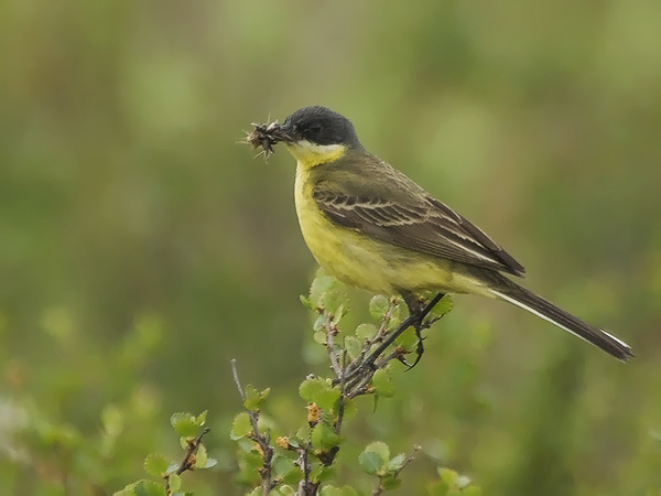 Keltavästäräkki, Yellow Wagtail, Motacilla flava